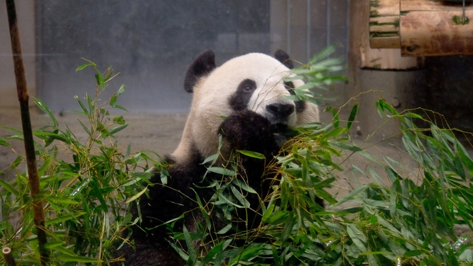 パンダファン必見！家族パンダバッジプレゼント付き！【素泊り】☆上野動物園まで徒歩約8分☆